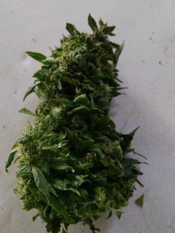 SD bud pic1 -5-9-2016.jpg