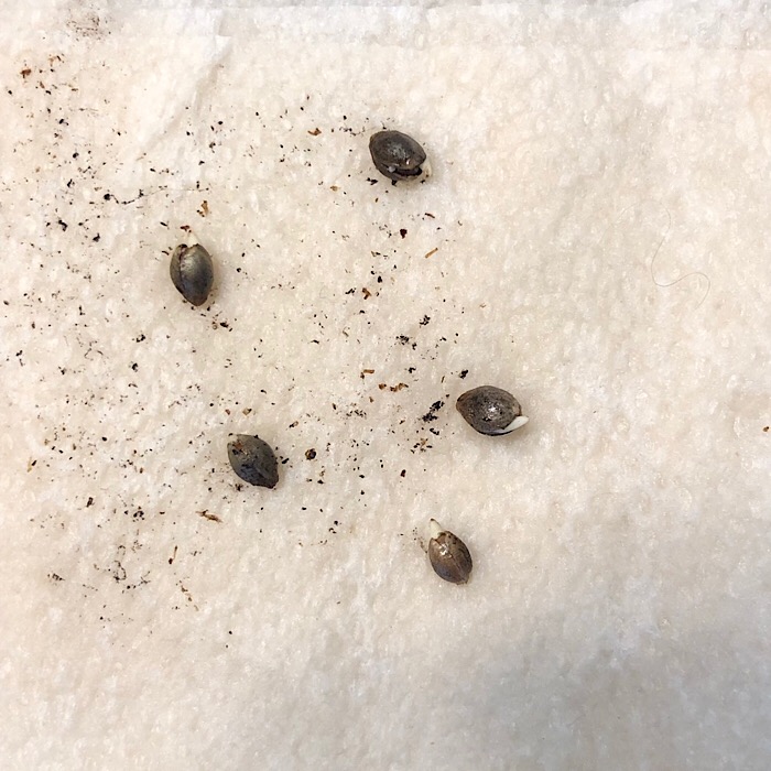 Seed in paper towel.JPG