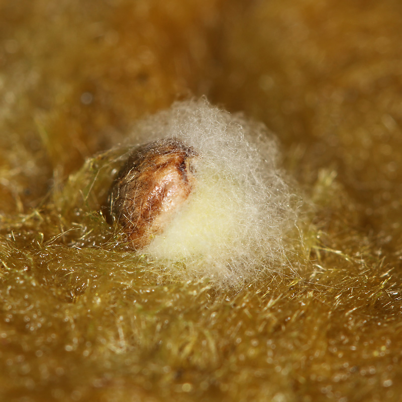 seed-mould.jpg