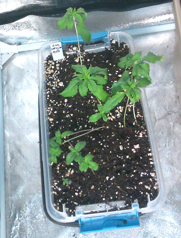 seed plantspic1 -4-8-2016.jpg