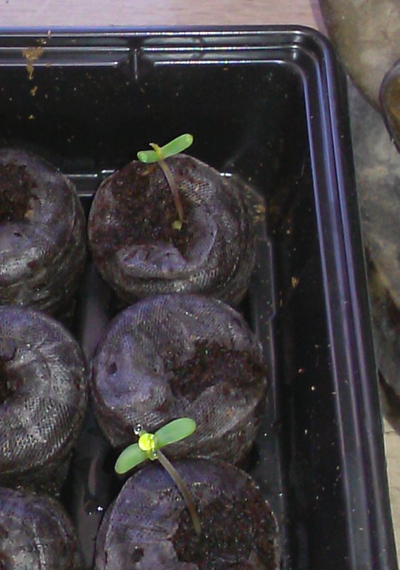 seed sprout test - jiffy pellets.jpg