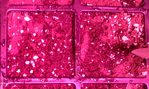 seed sprout test - soil.jpg