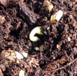 Seed sprouting pic1 -12-10-2020.jpg