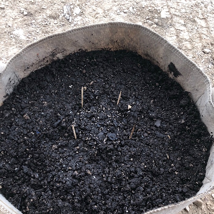 Seedling core setup 5.JPG