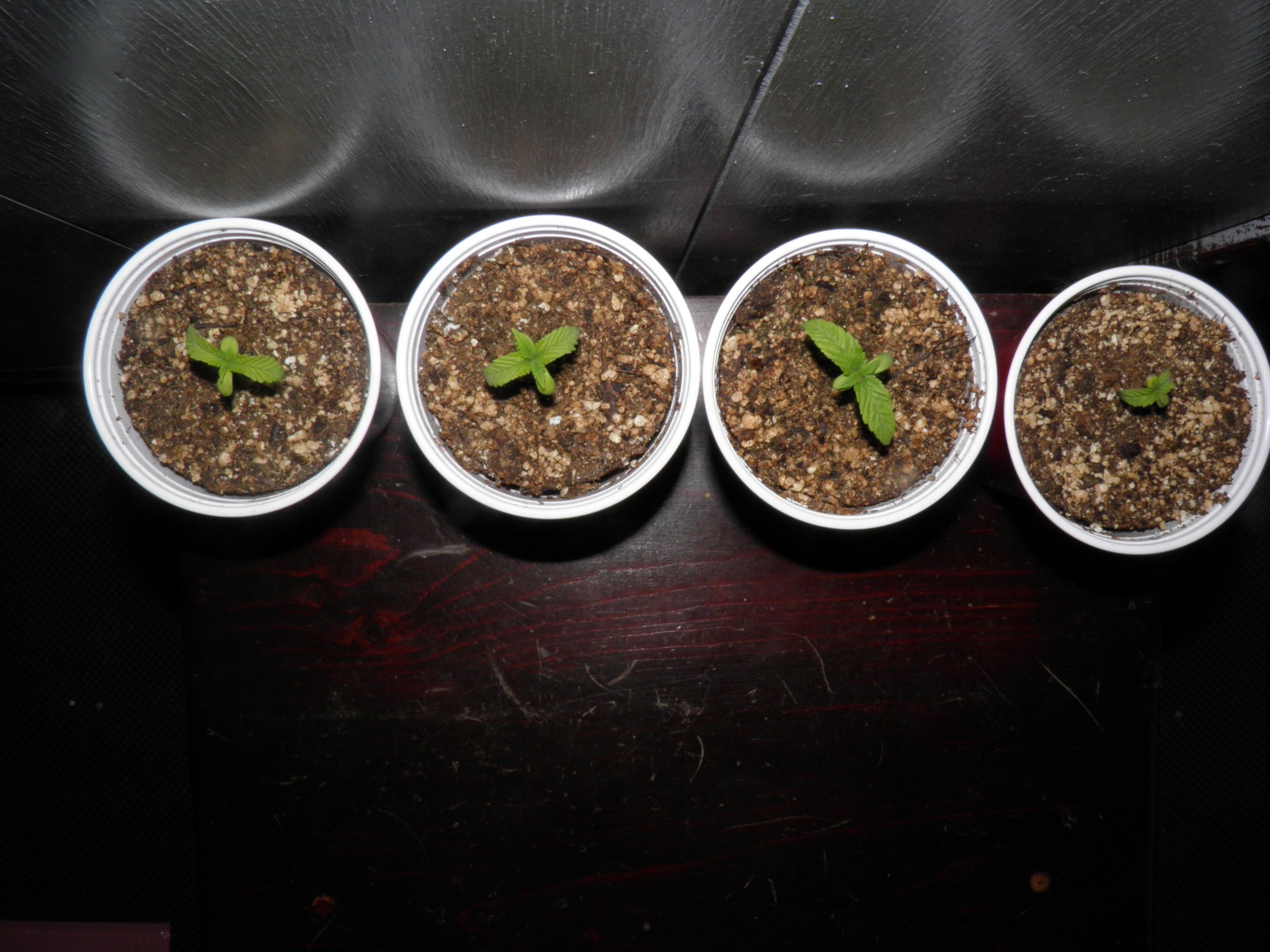 seedlings (2).JPG