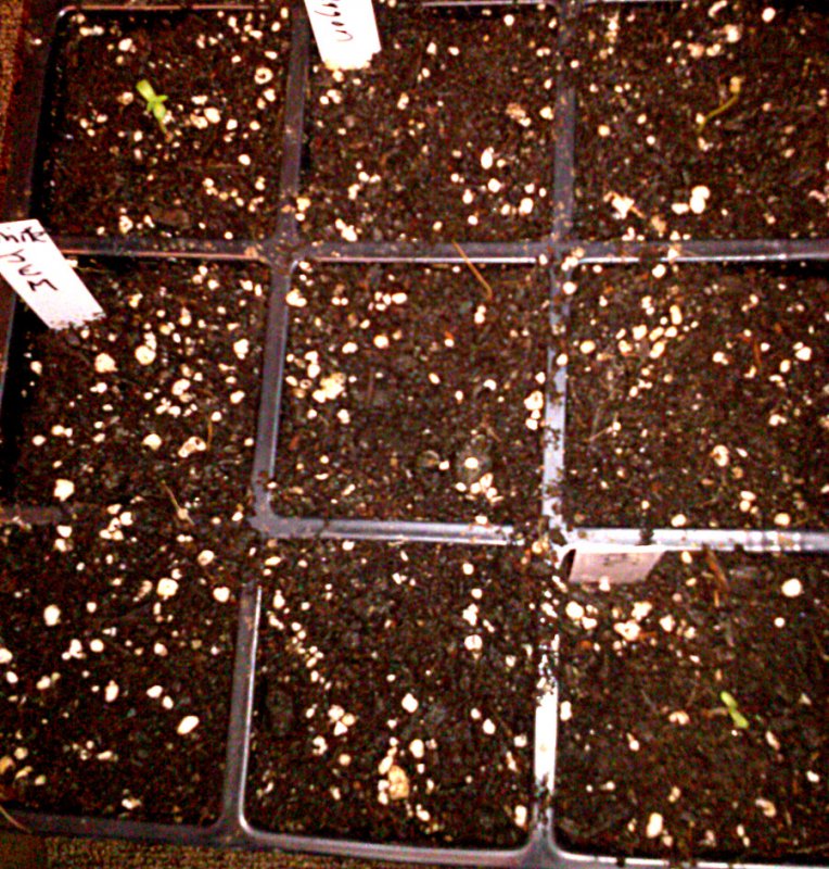 seedlings -3-5-2016.jpg