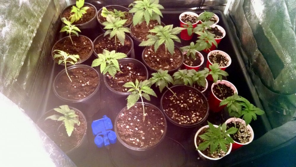 seedlings and clones.jpg