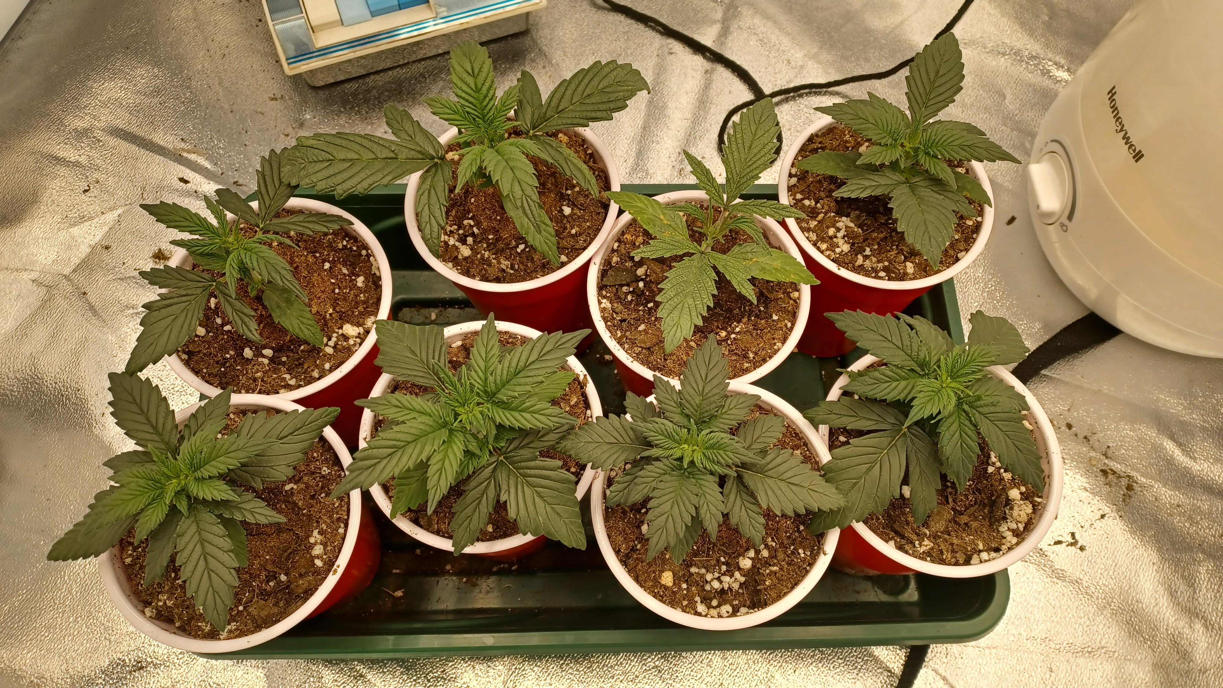 Seedlings Full.jpg