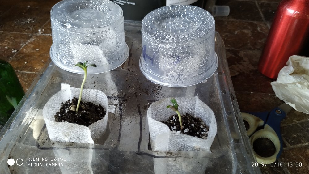 seedlings.jpg