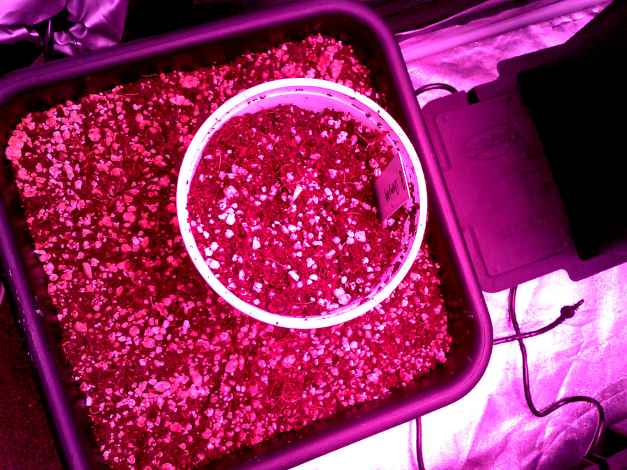 seedlings pic1 -2-12-2016.jpg