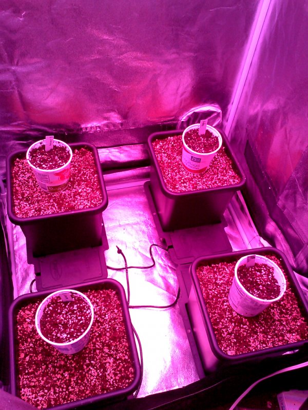 seedlings pic2 -2-12-2016.jpg