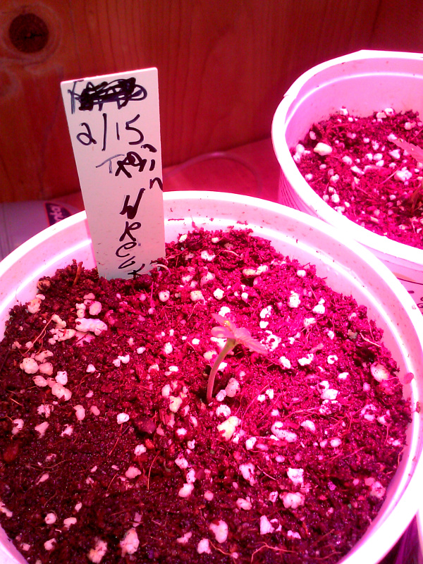 seedlings pic2 -2-19-2016.jpg