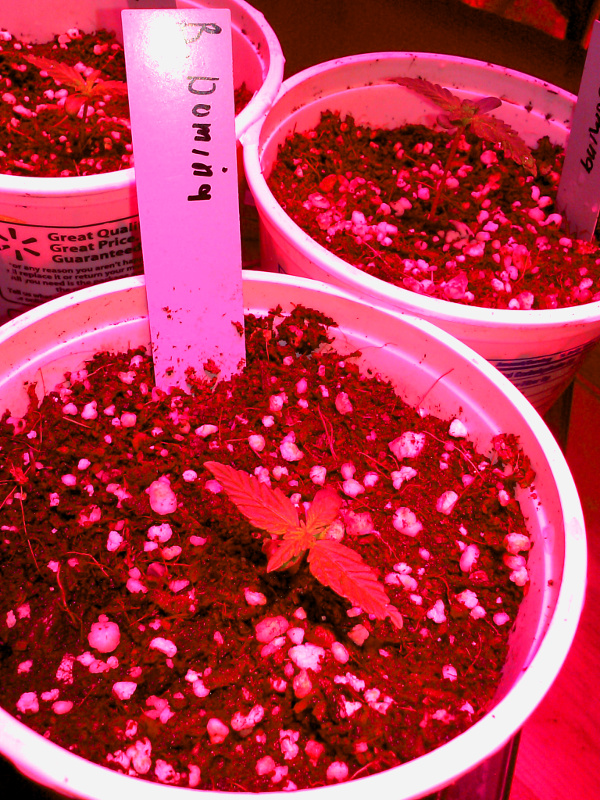 seedlings pic3 -2-19-2016.jpg