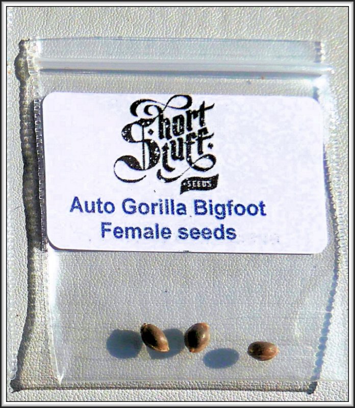 Seeds GB.jpg