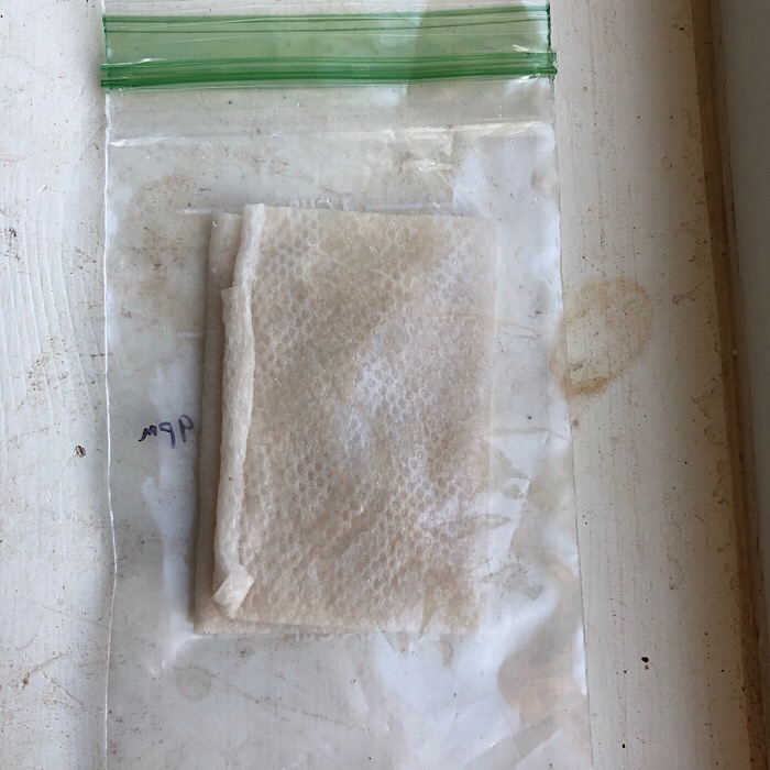 Seeds in paper towel & baggie.JPG