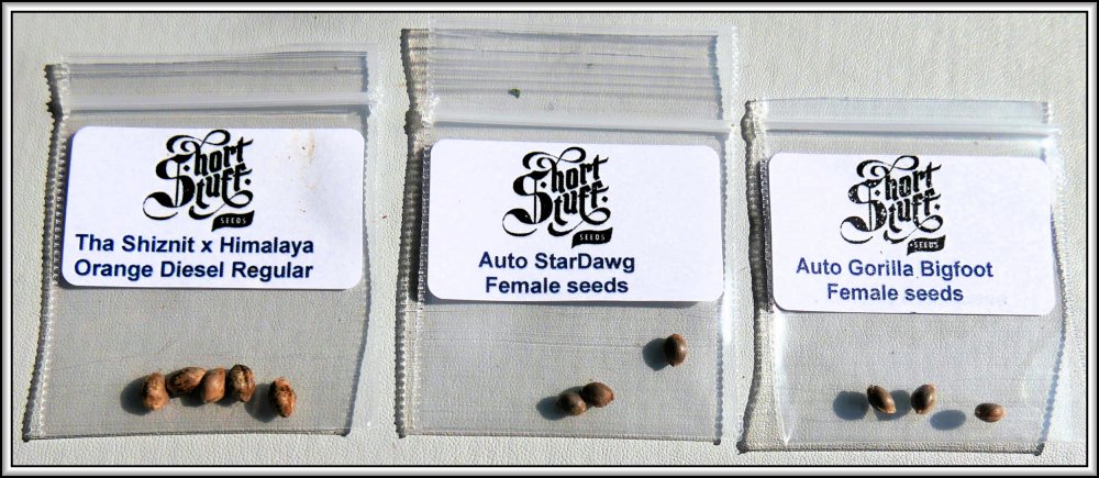 Seeds.jpg