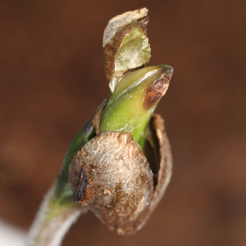 seeds0912-8.jpg