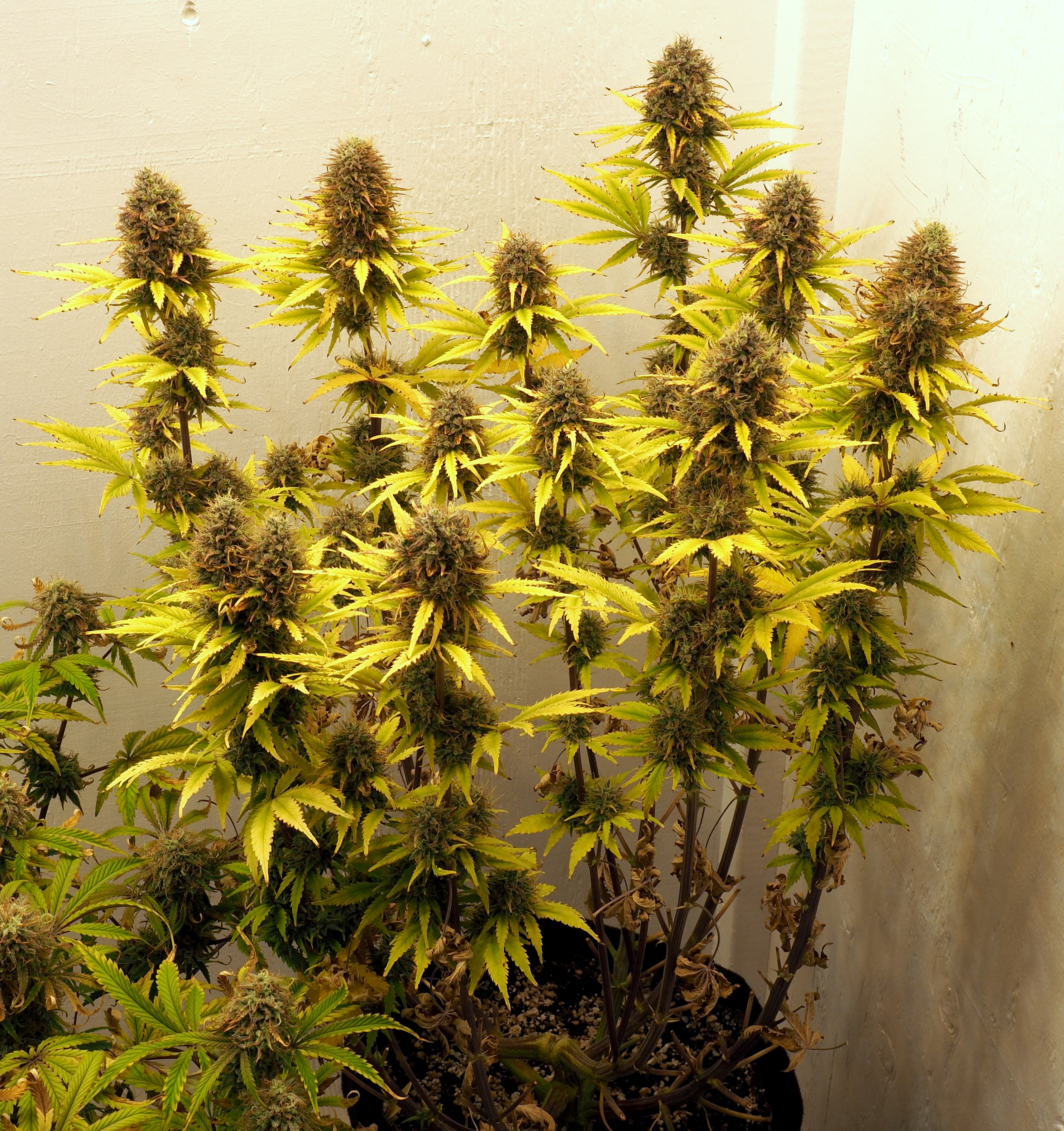 Seedsman Strawberry Cheesecake.jpg