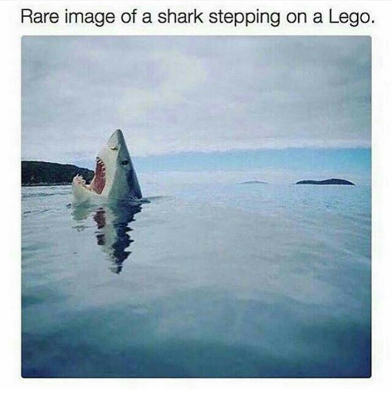 sharklego.jpg