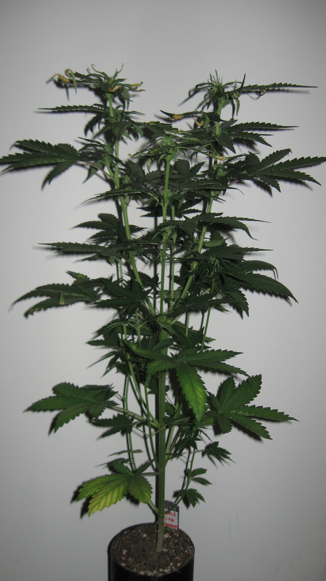 Sherbet Day 42 (1).JPG