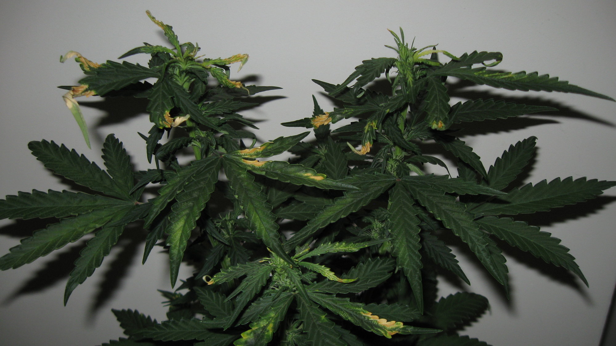 Sherbet Day 42 (2).JPG