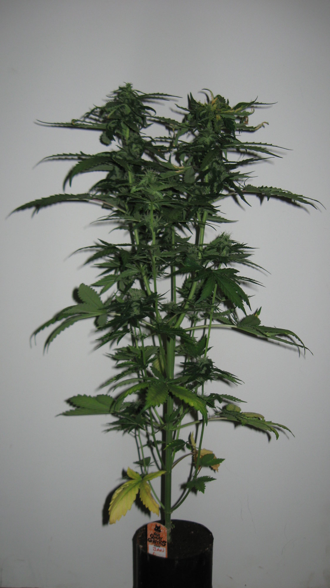 Sherbet Day 50 (1).JPG