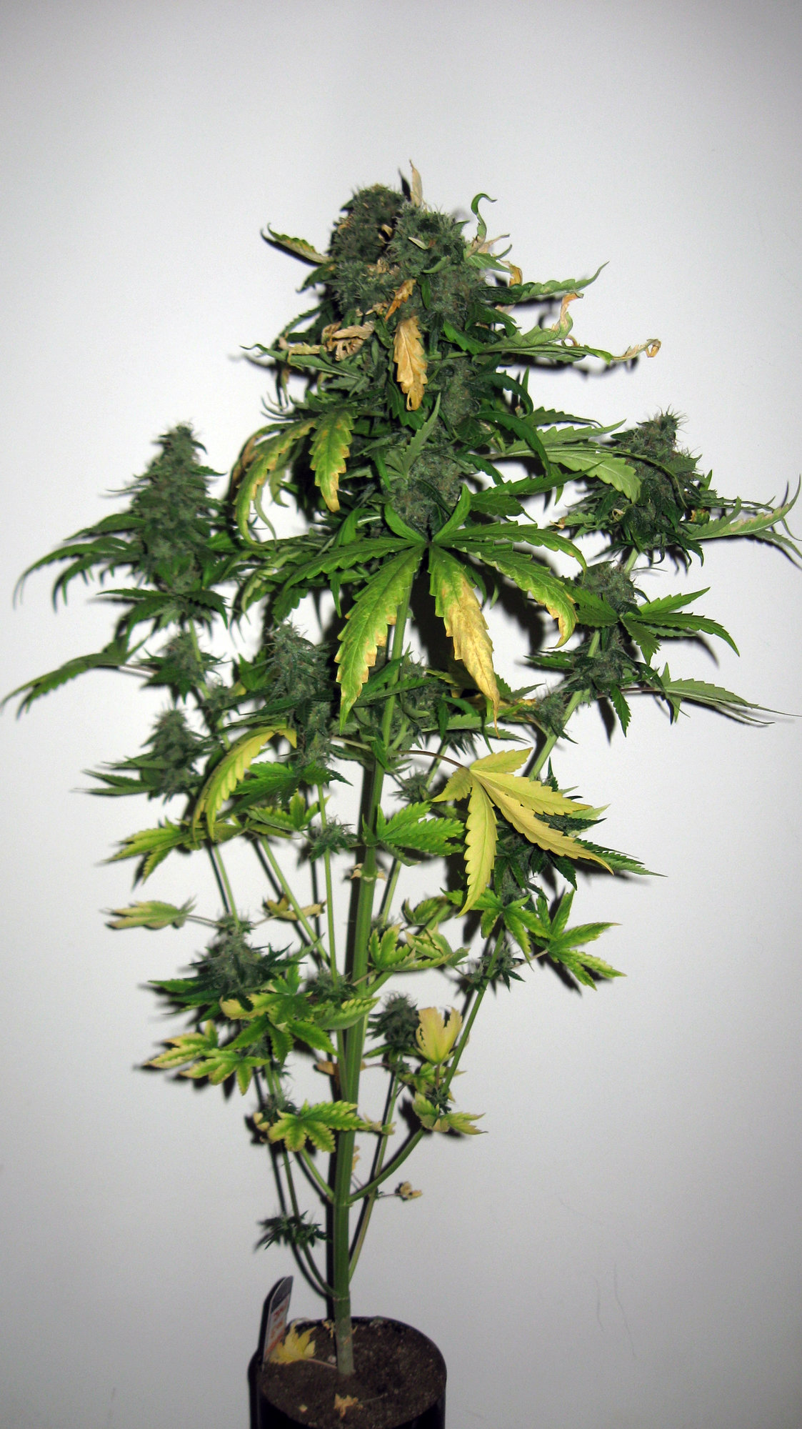 Sherbet Day 69 (1).JPG