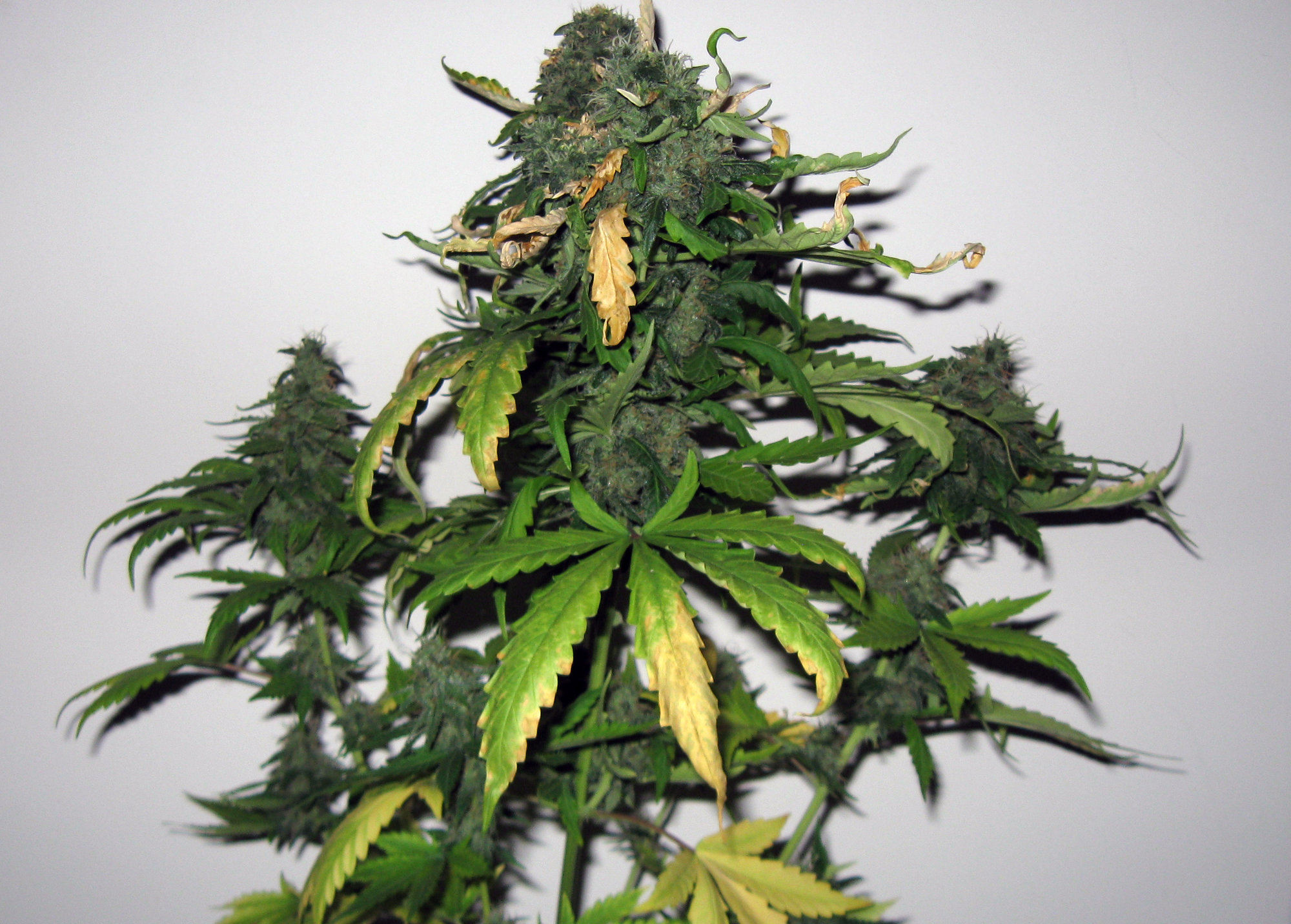 Sherbet Day 69 (2).jpg