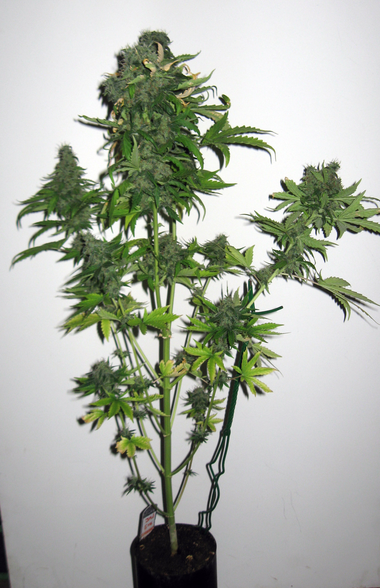 Sherbet day 77 (1).jpg