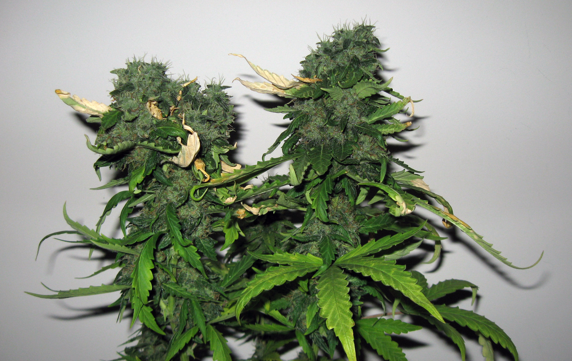 Sherbet day 77 (3).JPG