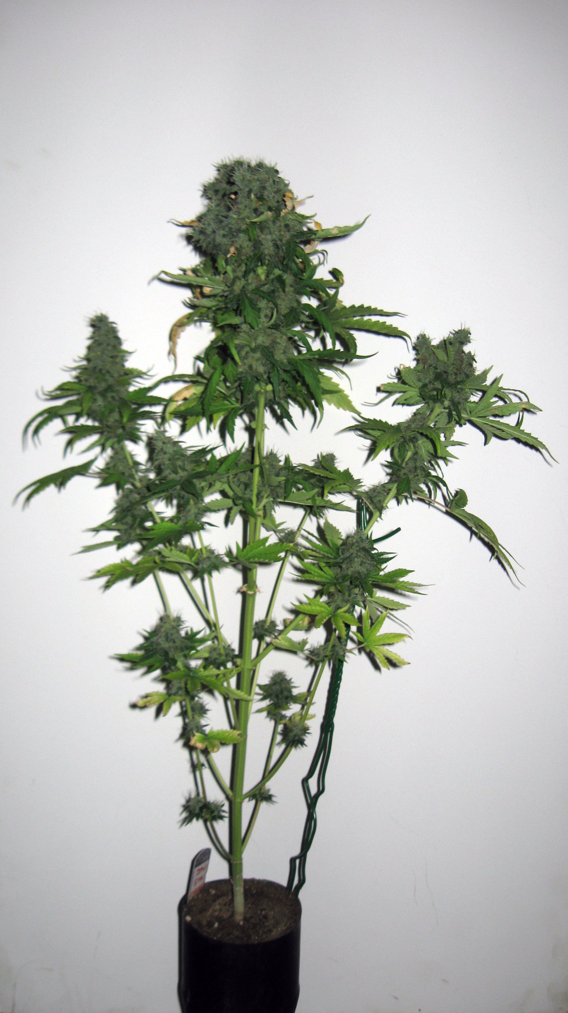 Sherbet Day 85 (1).JPG