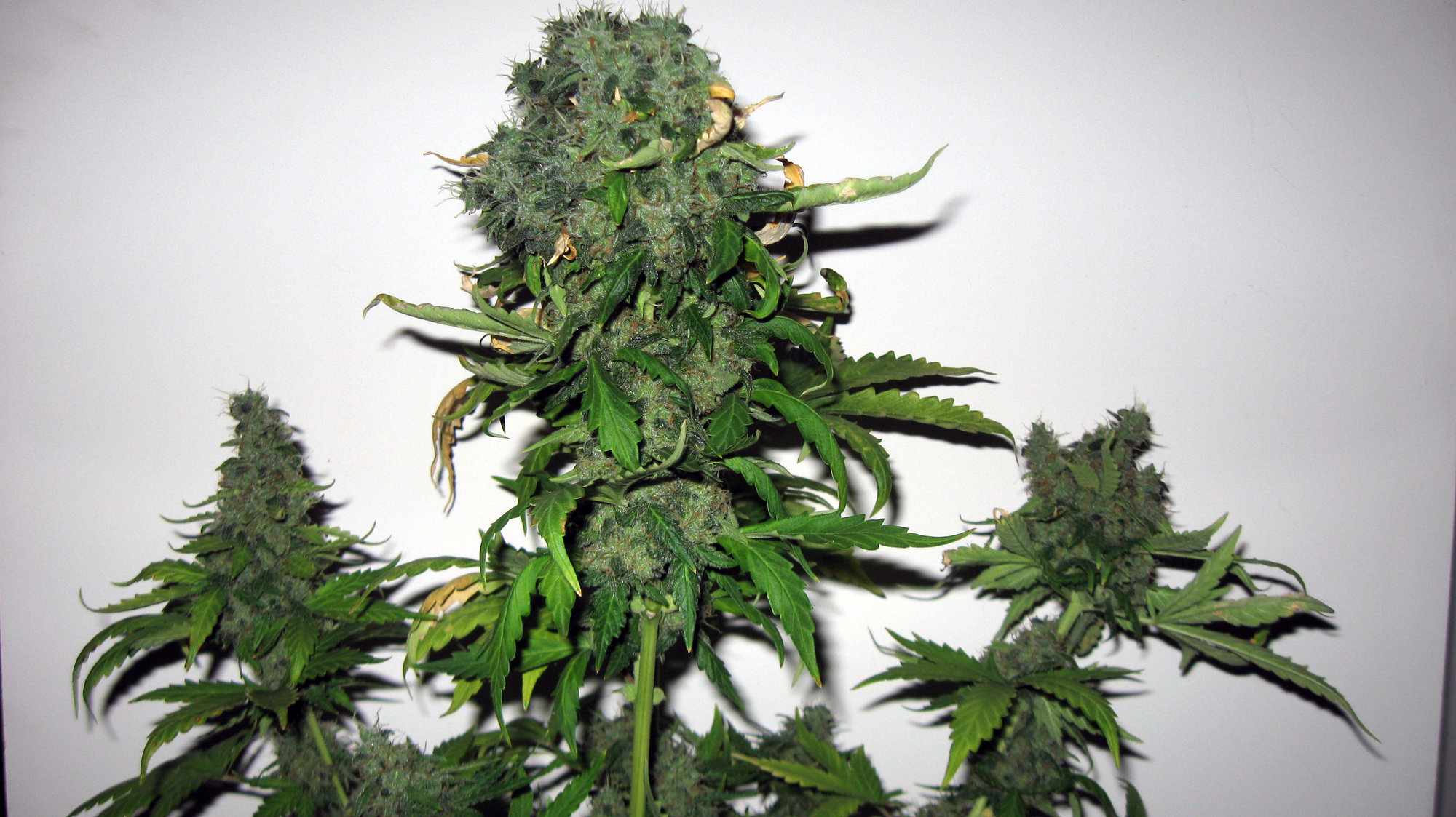 Sherbet Day 85 (2).JPG