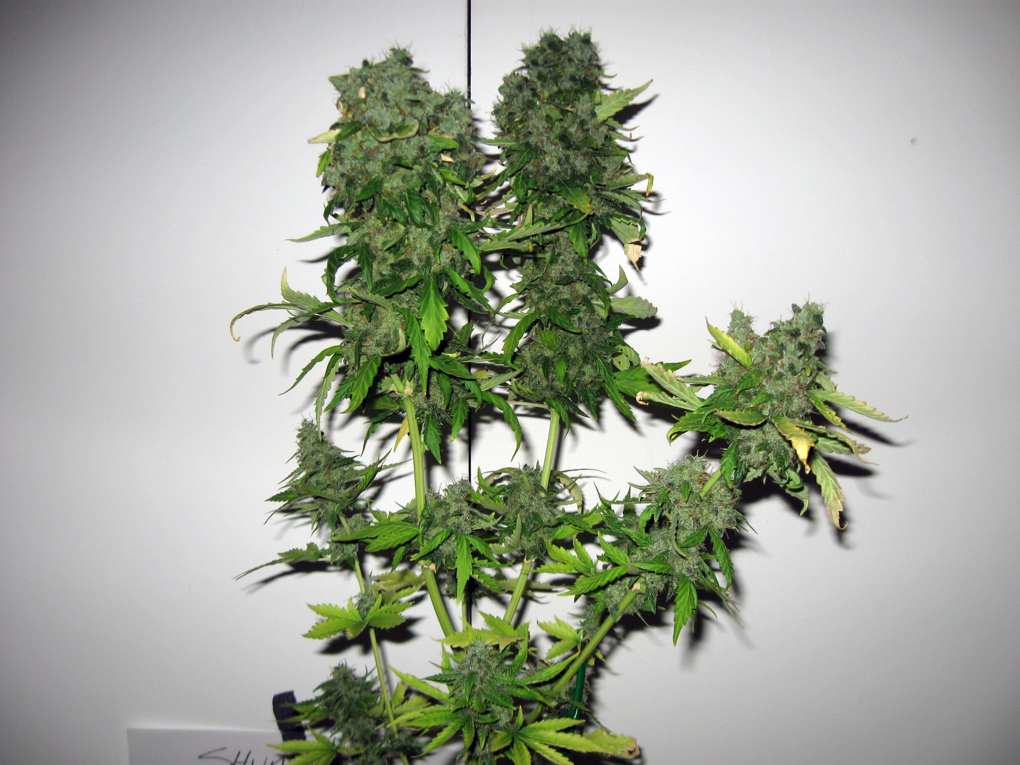 Sherbet Day 90 (2).jpg