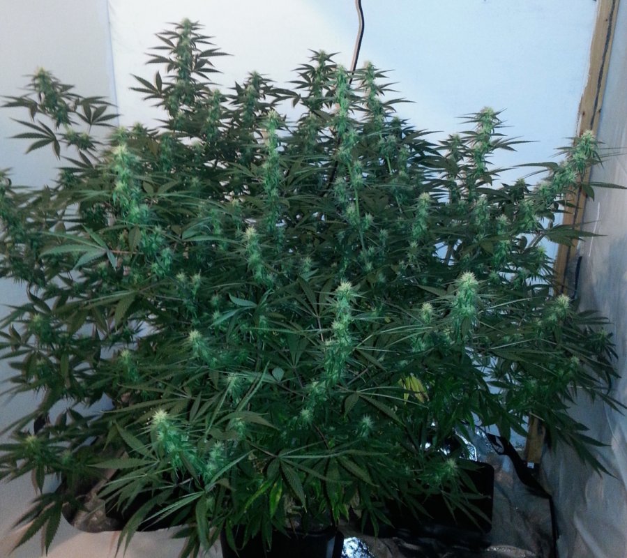 Shining silver haze pic1 -10-23-2016.jpg