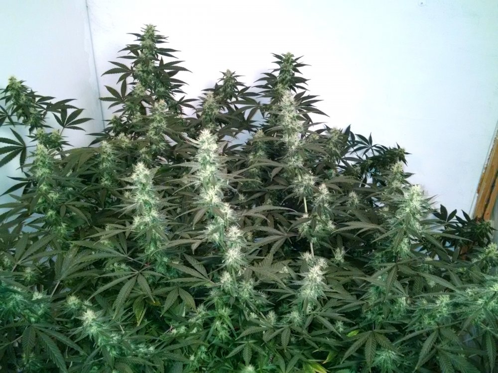 Shining Silver Haze pic1 -11-1-2016.jpg