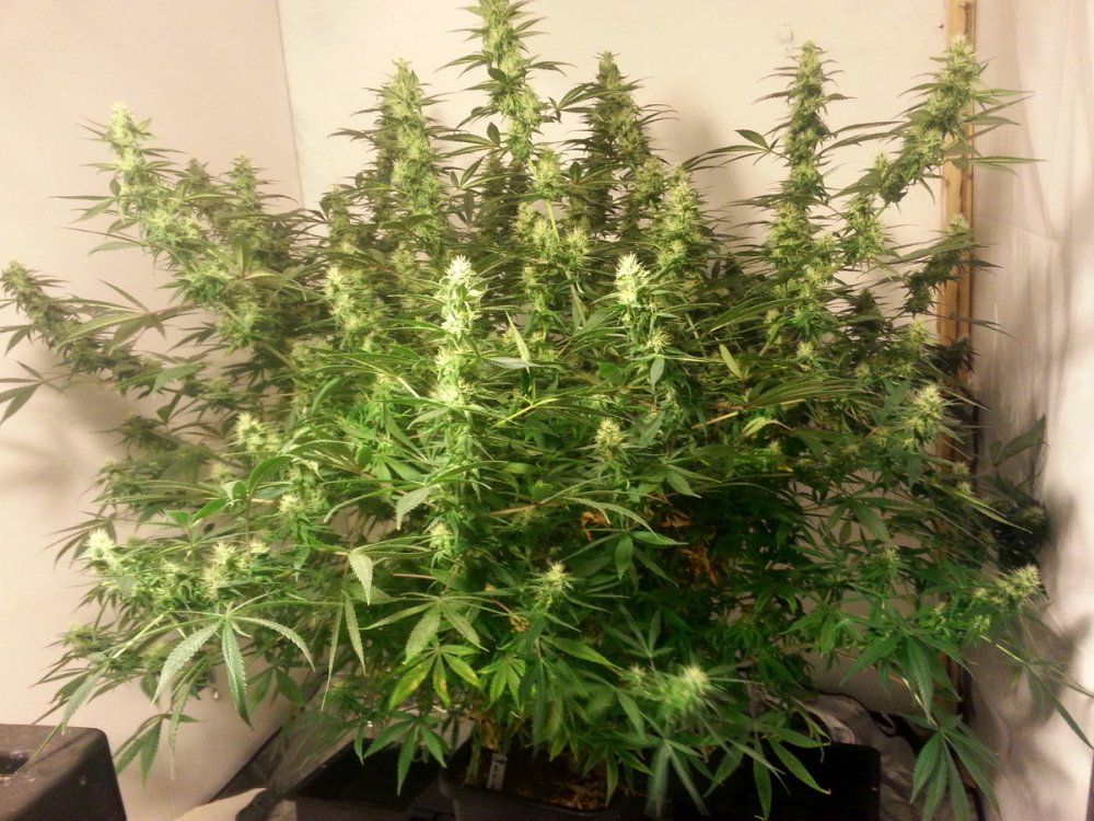 shining Silver Haze pic1 -11-3-2016.jpg