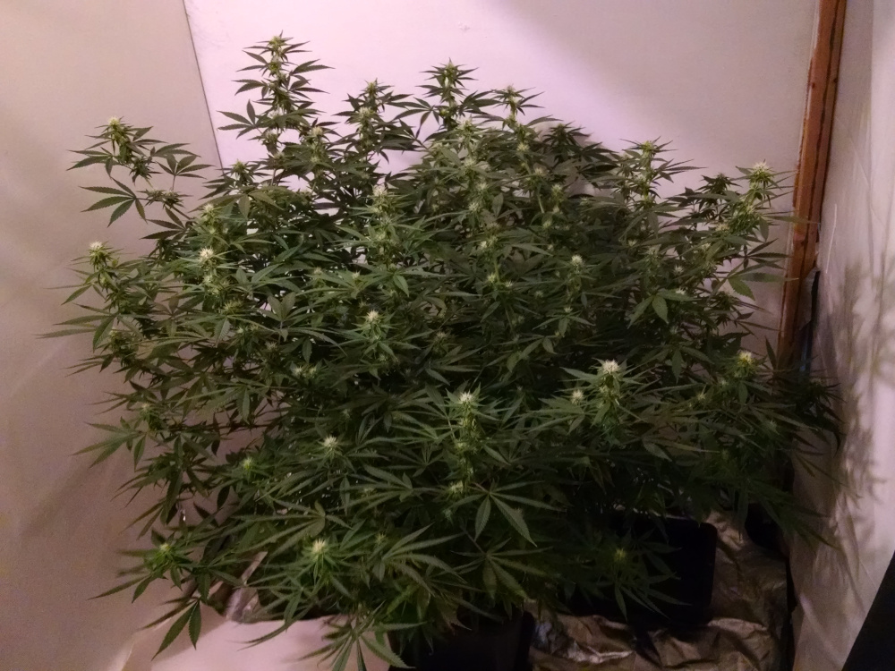 Shining Silver Haze pic2 -10-19-2016.jpg