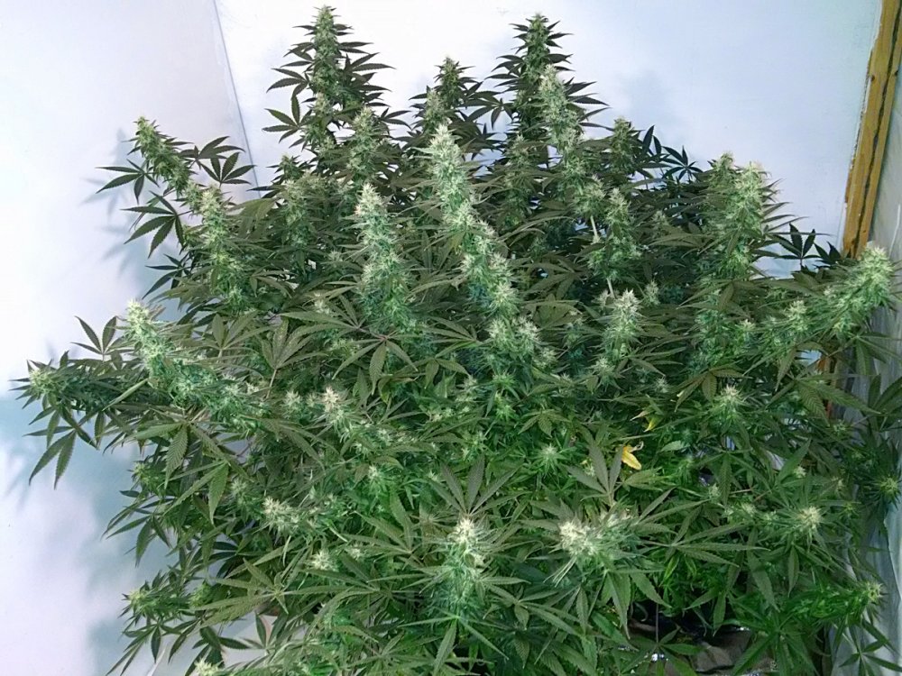 Shining Silver Haze pic2 -11-5-2016.jpg