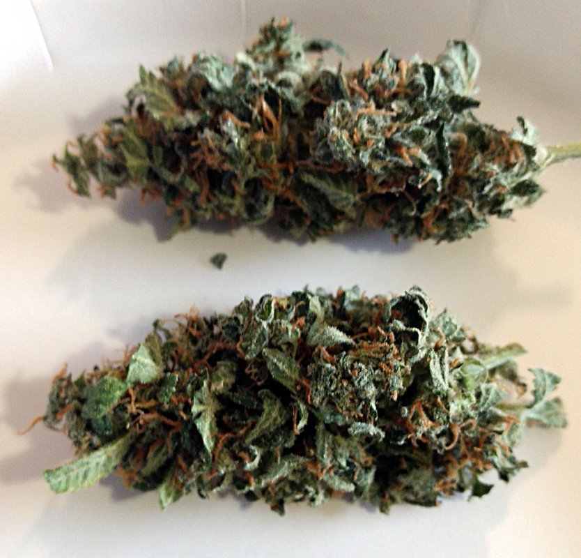 Short Stuff Amnesia CBD buds pic1-4-3-2019.jpg