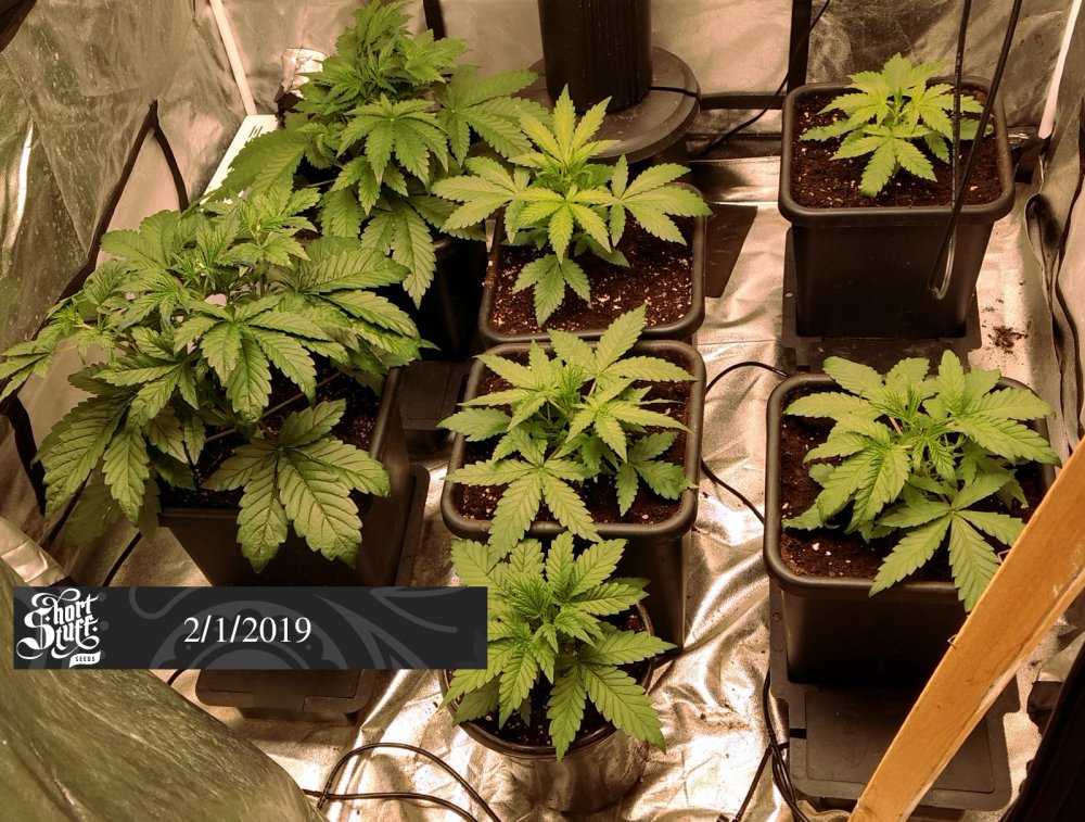 Shortstuff Amnesia CBD pic1a -2-1-2019.jpg