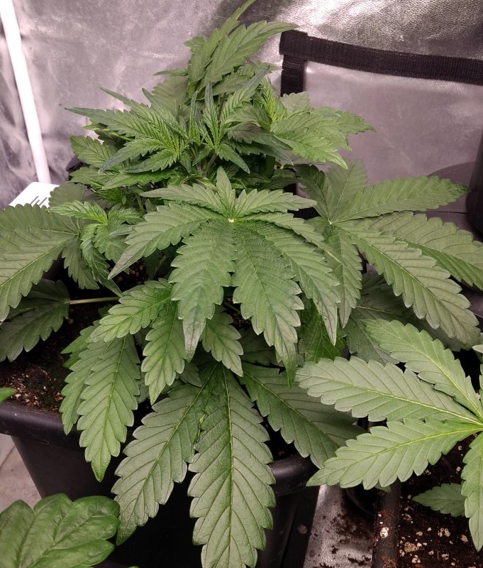 Shortstuff Amnesia CBD pic3 -2-1-2019.jpg