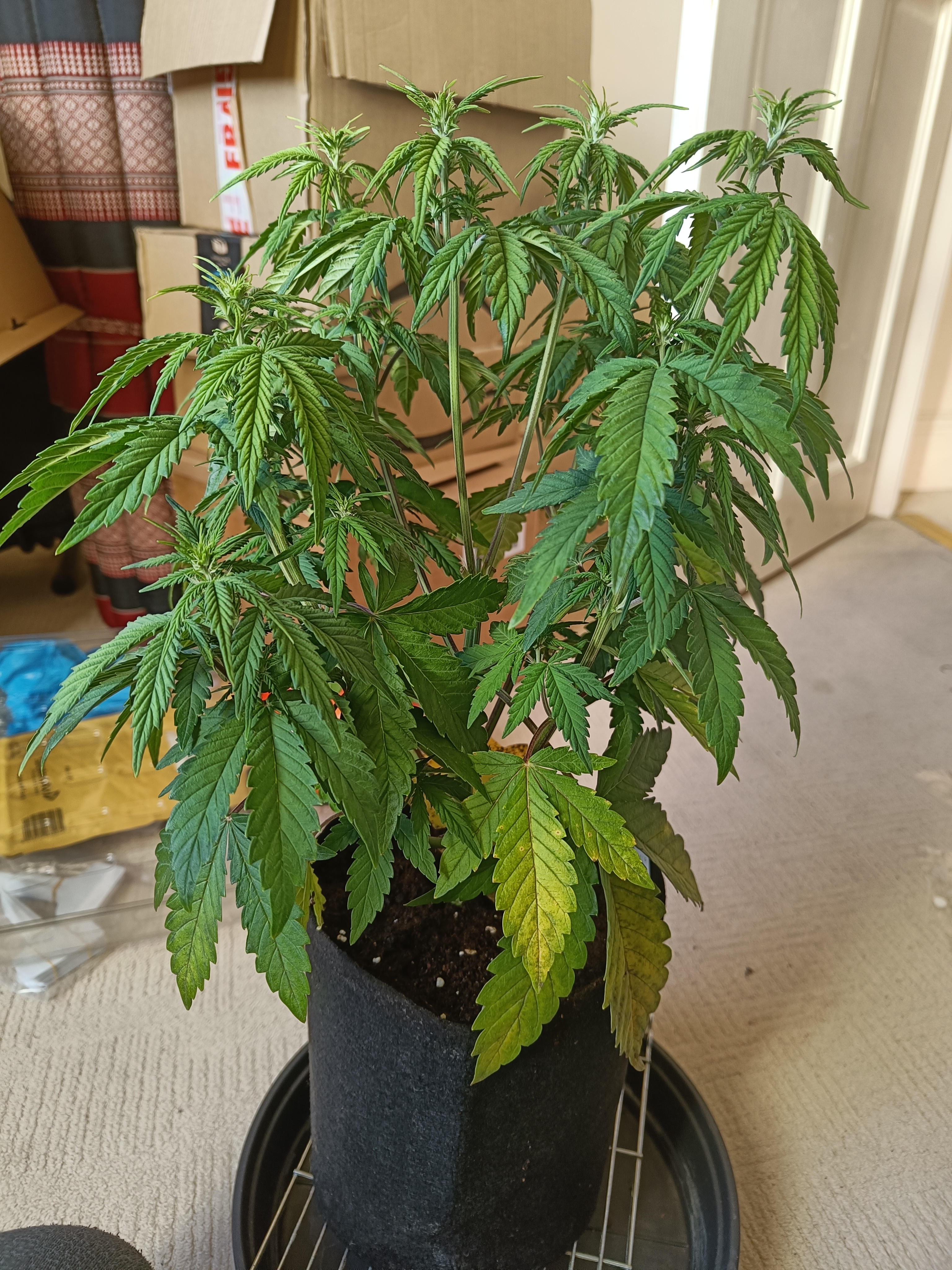 Sick plant (5).jpg