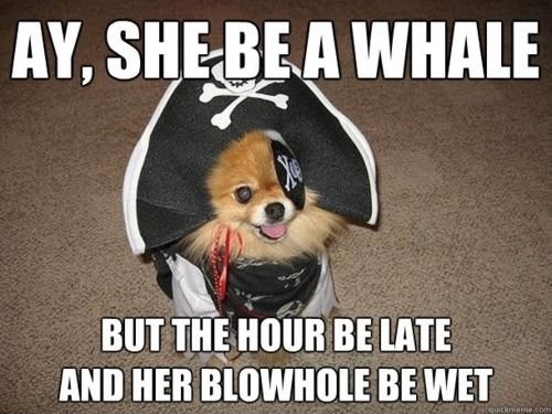 Silly+pirate+dog_ff3b24_4752543.jpg