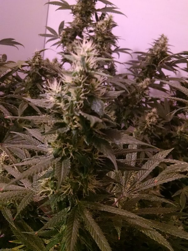 Silver Haze pic1 -11-13-2016.jpg