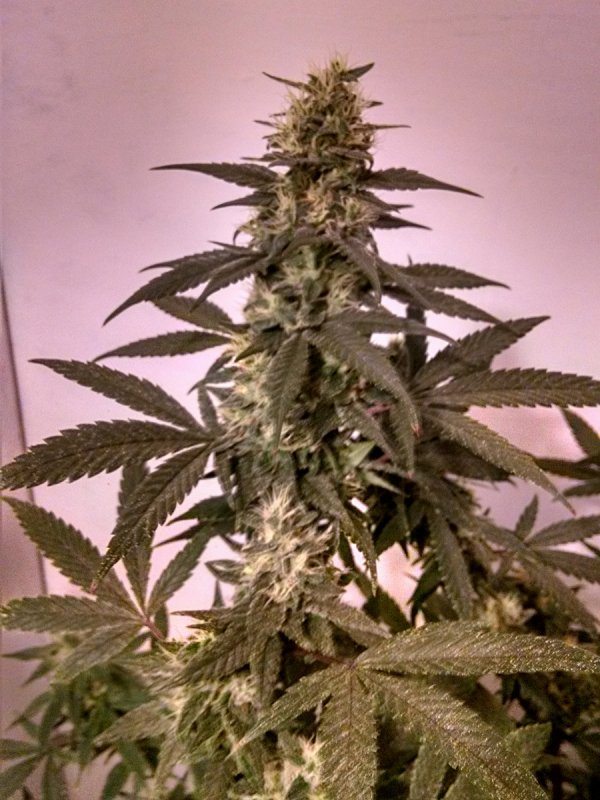 Silver Haze pic2 -11-13-2016.jpg