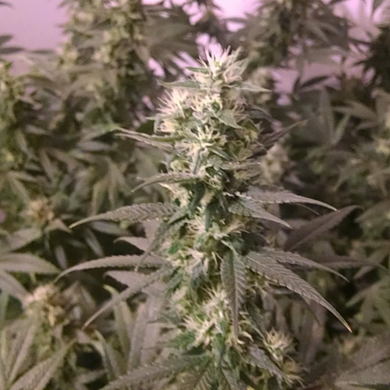 Silver Haze pic3 -11-13-2016.jpg