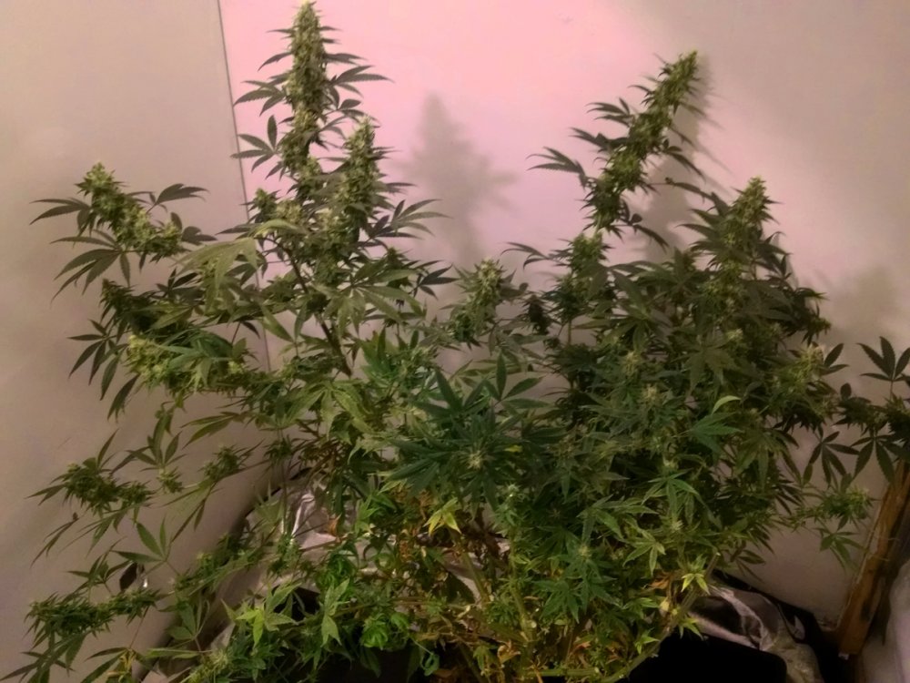 Silver Haze pic4 -11-13-2016.jpg