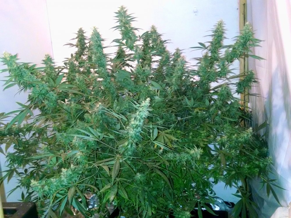 Silver Haze pic5 -11-13-2016.jpg