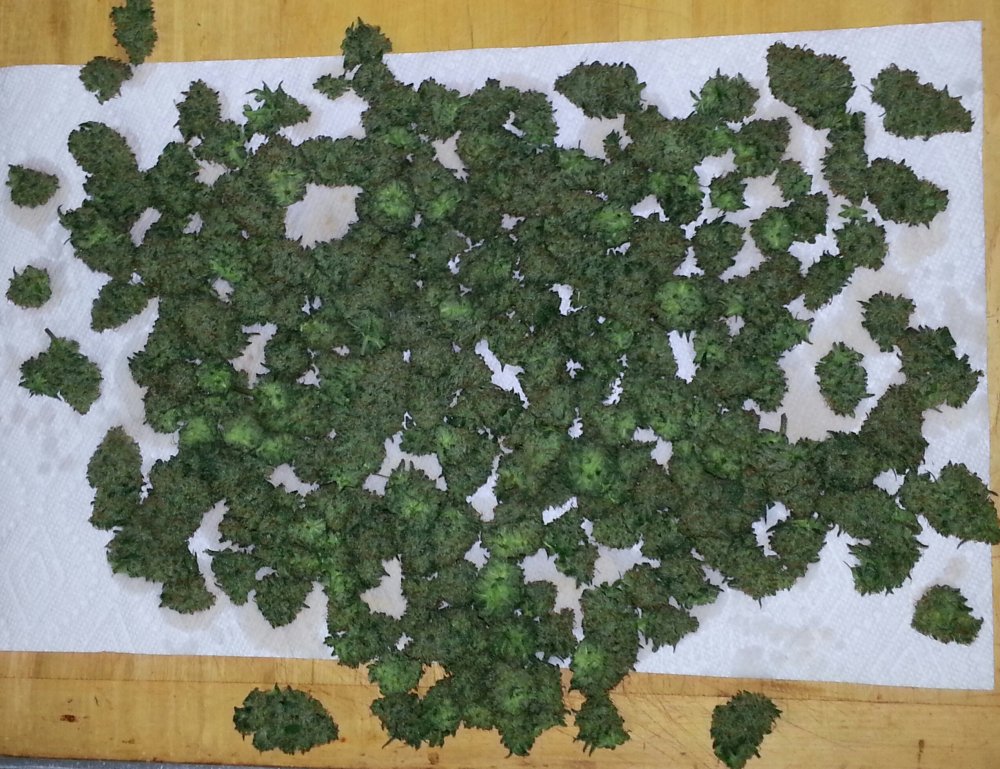 Skunk haze nugs.jpg