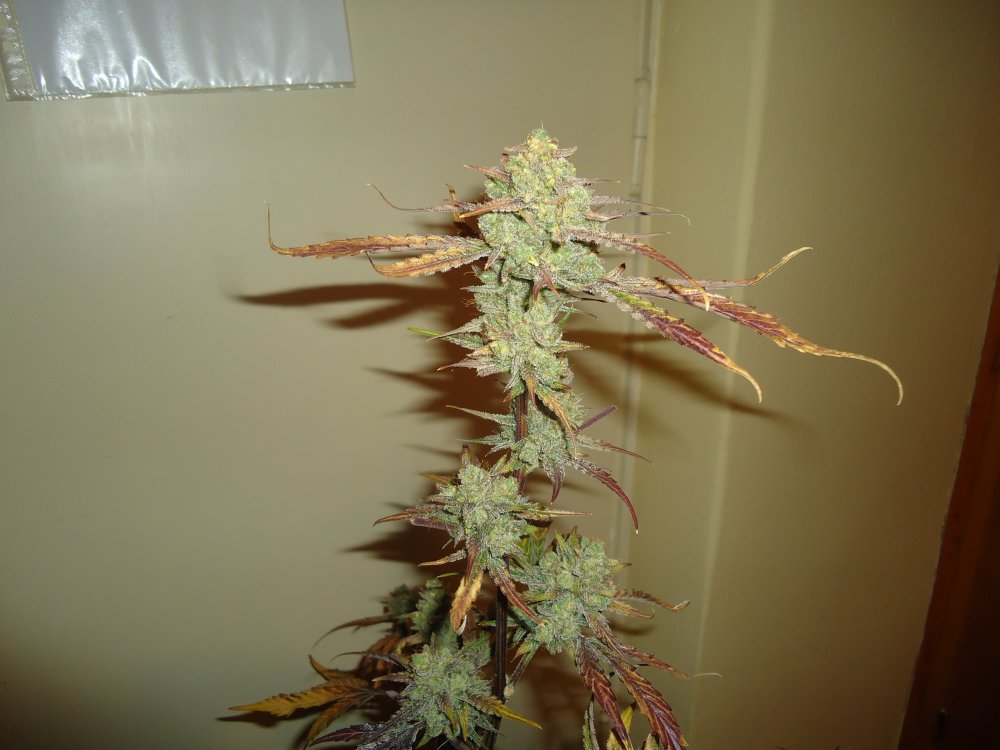 Skywalker 83 days HARVEST (2).JPG